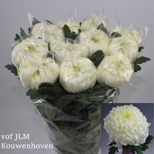 Chr g Vienna White