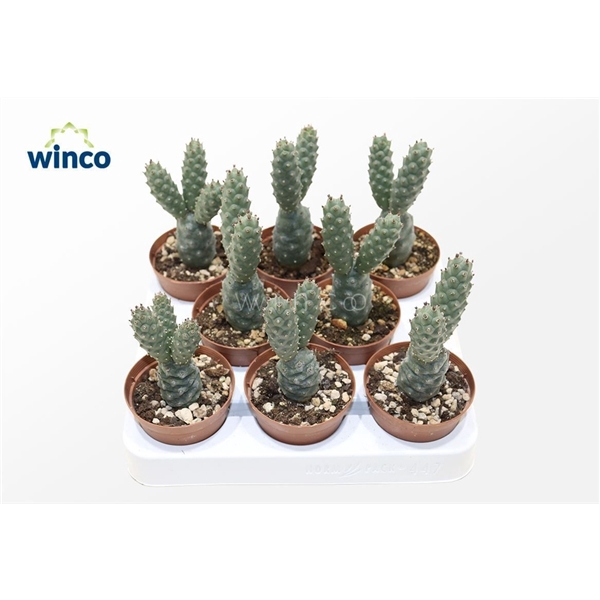 <h4>Tephrocactus Diadematus</h4>