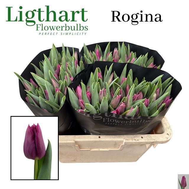 <h4>TU EN ROGINA</h4>