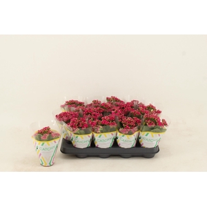 Kalanchoe Double Purple