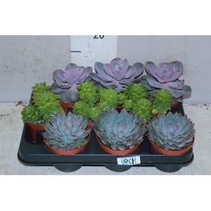 Echeveria Gemengd
