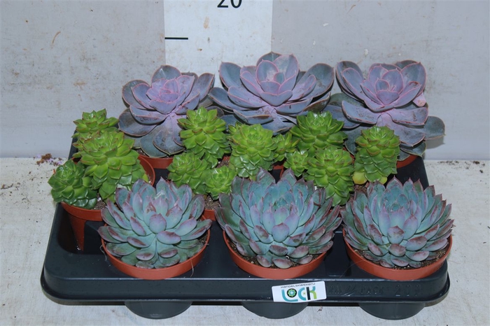 <h4>Echeveria Gemengd</h4>