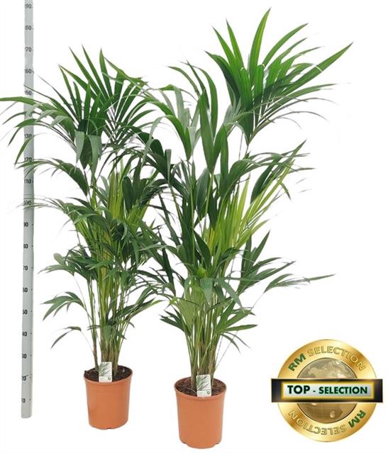 Howea forsteriana 24Ø 170cm 6pp