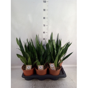 Sansevieria zeylanica