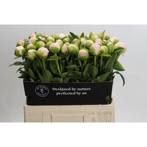 Paeonia In Full Sail