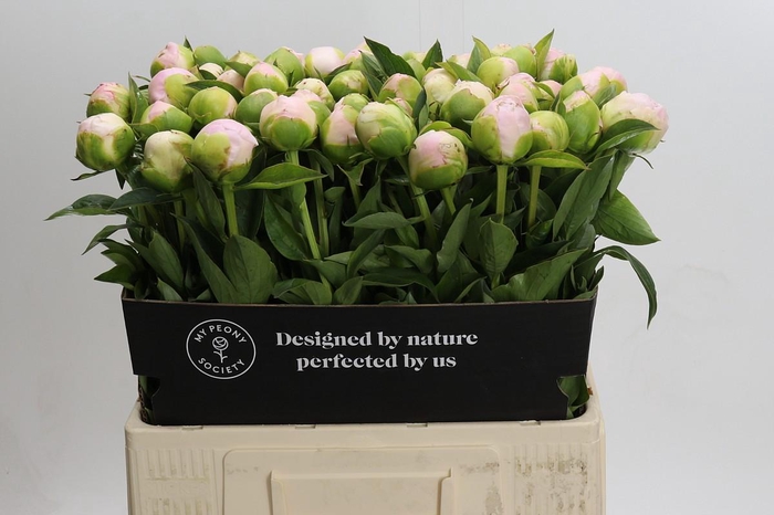 <h4>Paeonia In Full Sail</h4>
