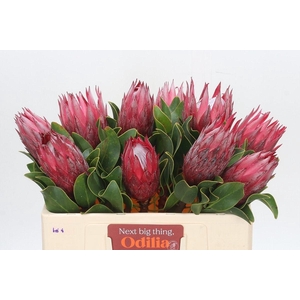 PROTEA CY MADIBA