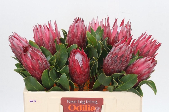 <h4>PROTEA CY MADIBA</h4>