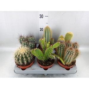 Cactus   ...mix