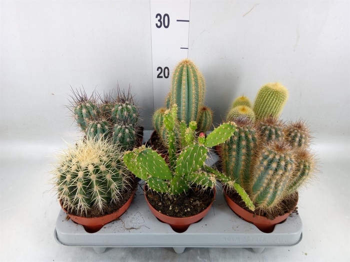 <h4>Cactus   ...mix</h4>