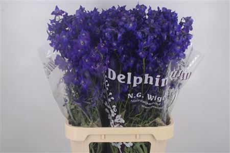 <h4>Delph En Atlantis Dark Blue</h4>