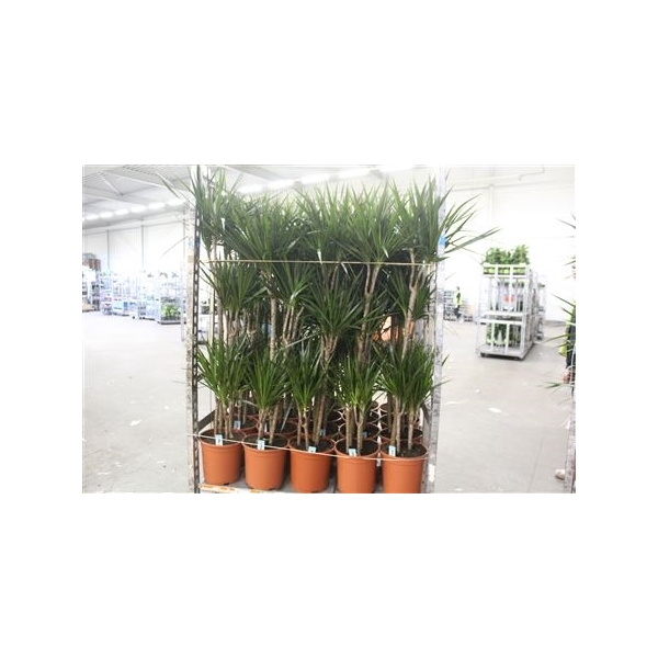 <h4>Dra Marginata 4pp 90-60-30-15</h4>