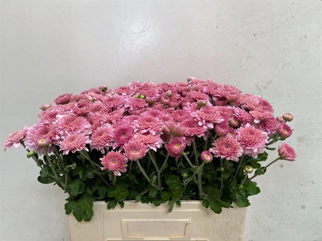 CHR T GOMPIE ROSE