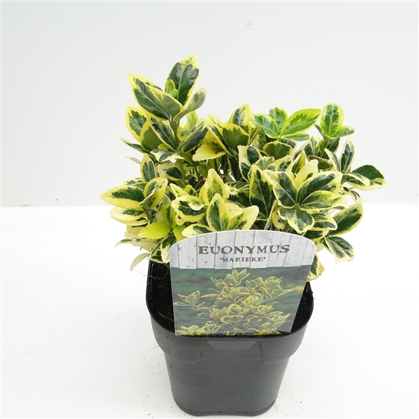 <h4>Euonymus jap. Marieke</h4>