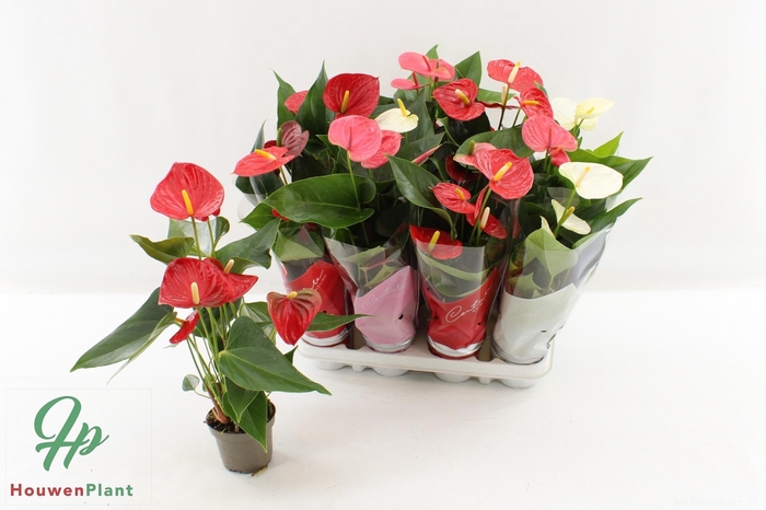 <h4>ANTHU AN GEM 4 KL</h4>