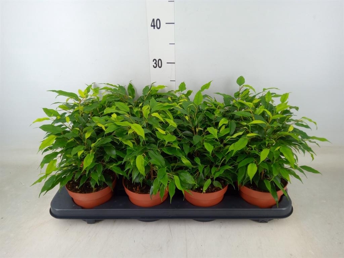 <h4>Ficus benja. 'Green Kinky'</h4>