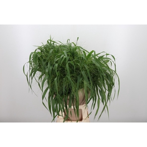 Panicum Fountain