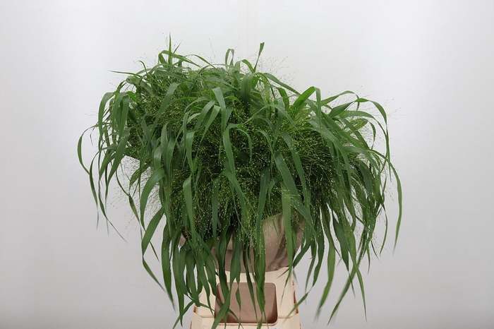 <h4>Panicum Fountain</h4>