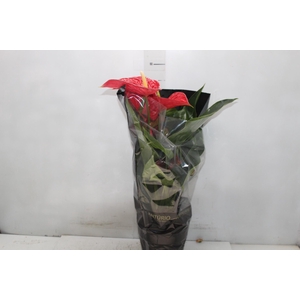 ANTHURIUM MICHIGAN P17 PREMIUM