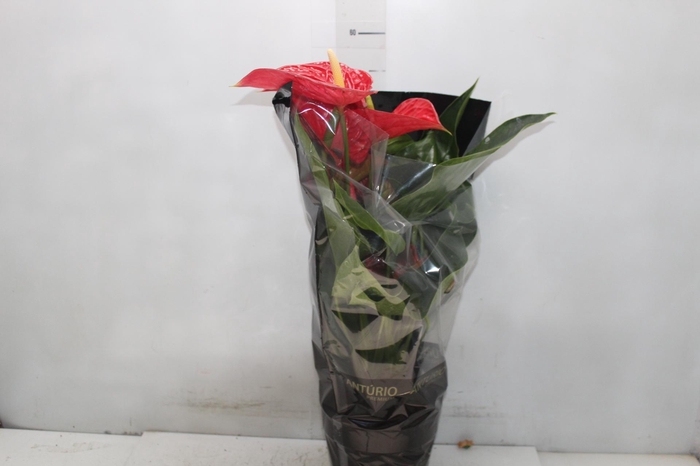 <h4>ANTHURIUM MICHIGAN P17 PREMIUM</h4>