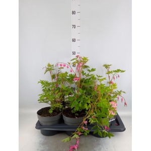 Dicentra spectabilis