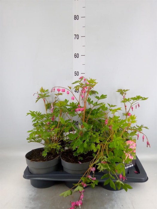 <h4>Dicentra spectabilis</h4>