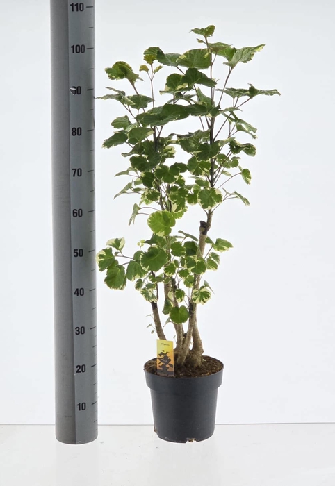 <h4>POLY SC BALFOURII</h4>