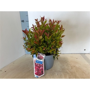 Leucothoe 'Little Flames' PBR