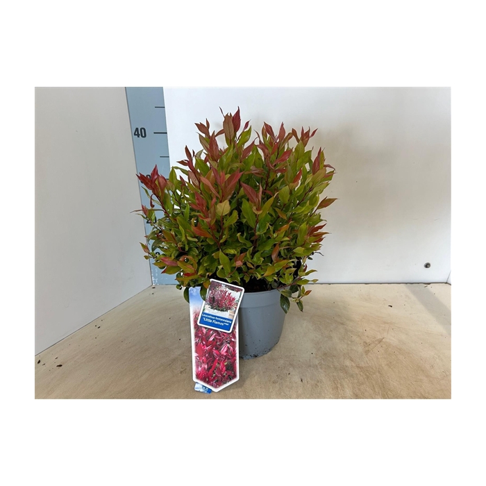 <h4>Leucothoe 'Little Flames' PBR</h4>