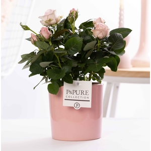 Rosa light pink in P&PURE Essential ceramics pink