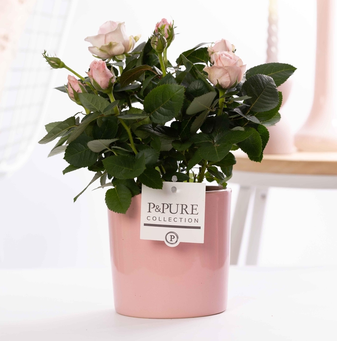 <h4>Rosa light pink in P&PURE Essential ceramics pink</h4>