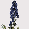 Aconitum Arendsii