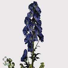 Aconitum Car Arendsii L 95