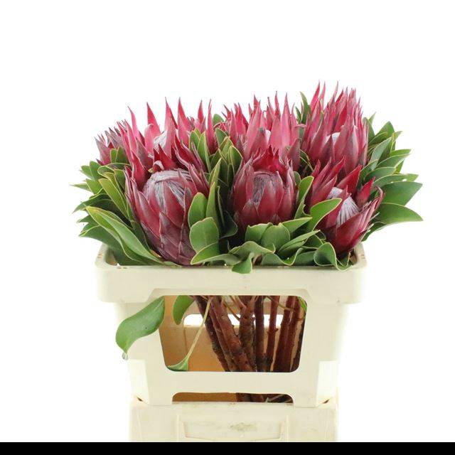 <h4>PROTEA CY MADIBA</h4>