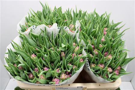 <h4>Tu Du Kosada</h4>