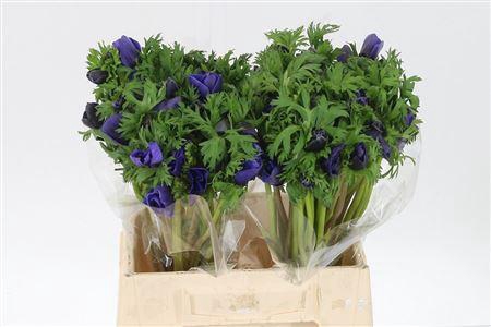 <h4>Anem Co Galil Blauw</h4>