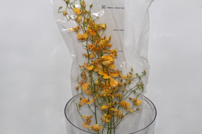 <h4>ONCIDIUM GOWER RAMSEY SUNKIST 050 CM</h4>
