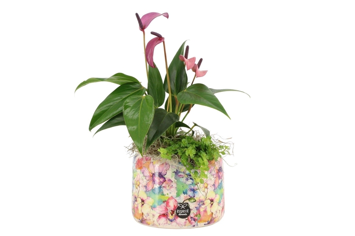 <h4>21539: Lovess arrangement</h4>