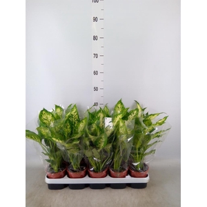 Dieffenbachia  'Compacta'