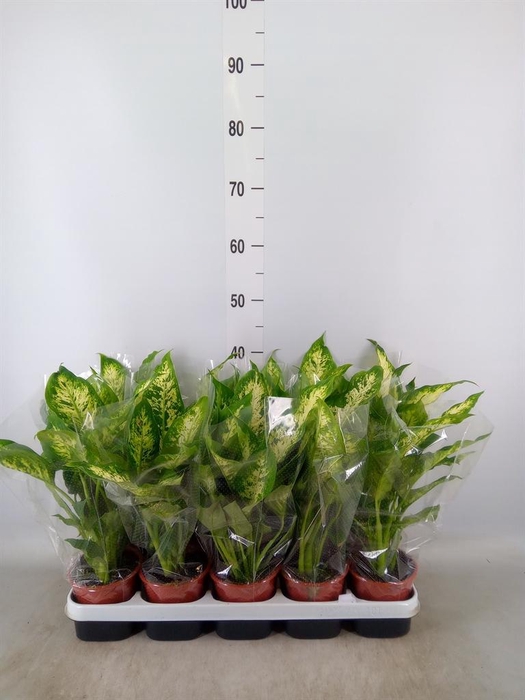 <h4>Dieffenbachia  'Compacta'</h4>