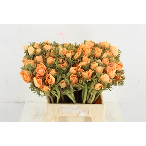 ANEMONE MISTRAL TALC ORANGE