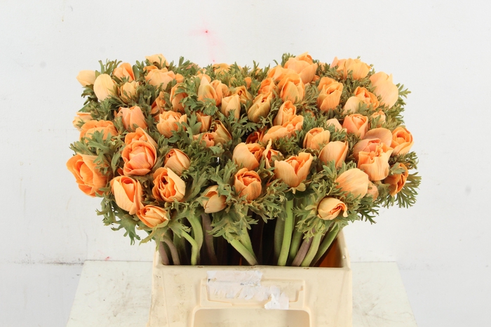 <h4>ANEMONE MISTRAL TALC ORANGE</h4>