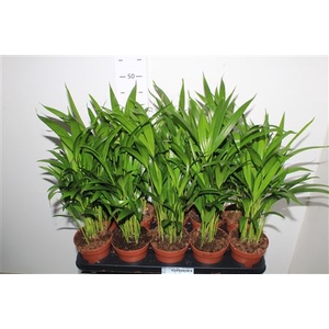 Dypsis Lutescens 15pp