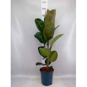 Ficus elastica 'Robusta'
