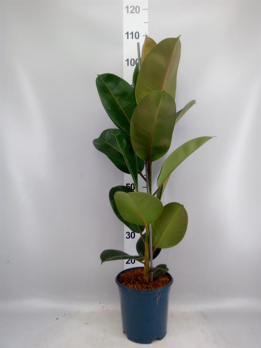 <h4>Ficus elastica 'Robusta'</h4>