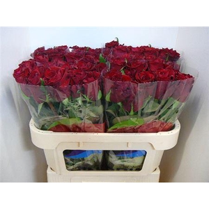 R Gr Ever Red (excellent)