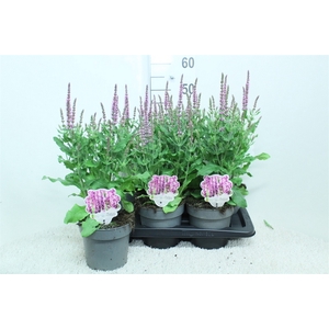 Salvia nemorosa 'Sensation Rose Dp'