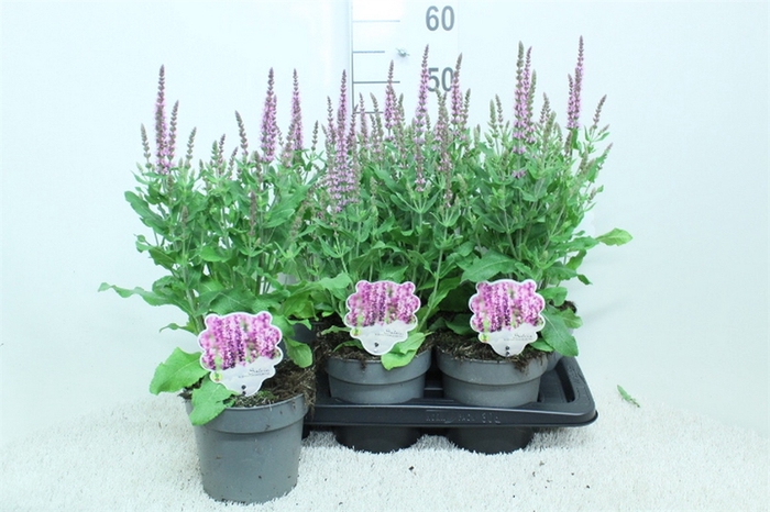 <h4>Salvia nemorosa 'Sensation Rose Dp'</h4>