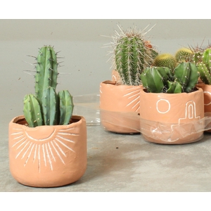 CACTUS OV