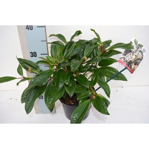 Viburnum davidii